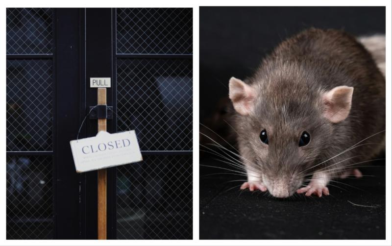 BREAKING: Two Tipperary food businesses shut down over 'rodent infestation in kitchen'