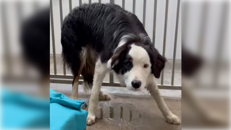 Kilkenny dog shelter find rescue for incredibly distressed dog
