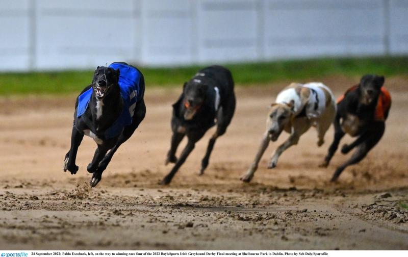 Gone to the dogs: Offaly greyhounds in hunt for derby glory