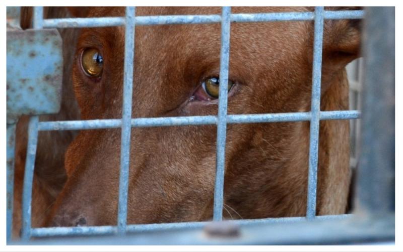 SDLP MLA says all-island register is the only way to protect animals