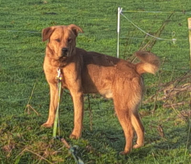 Dog discovered abandoned at Laois beauty spot in Slieve Bloom Mountains