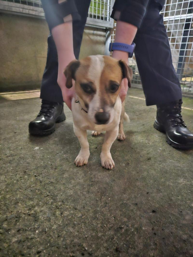 Laois Gardaí issue appeal to reunite lost dog in Portlaoise with owner