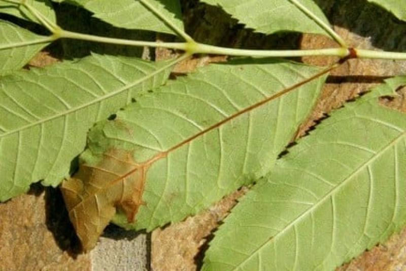 Ash dieback looms in Leitrim as councillors seek national action
