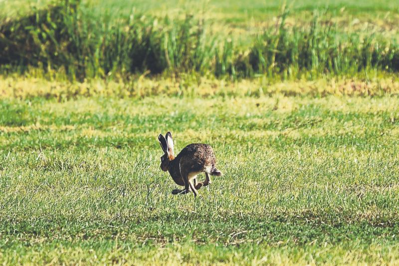 Judge warns young man for illegal hunting on Limerick farmer's land 