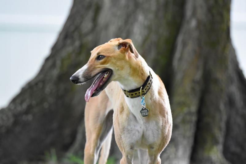 Opinion: Will Ireland follow New Zealand&rsquo;s lead and ban greyhound racing?