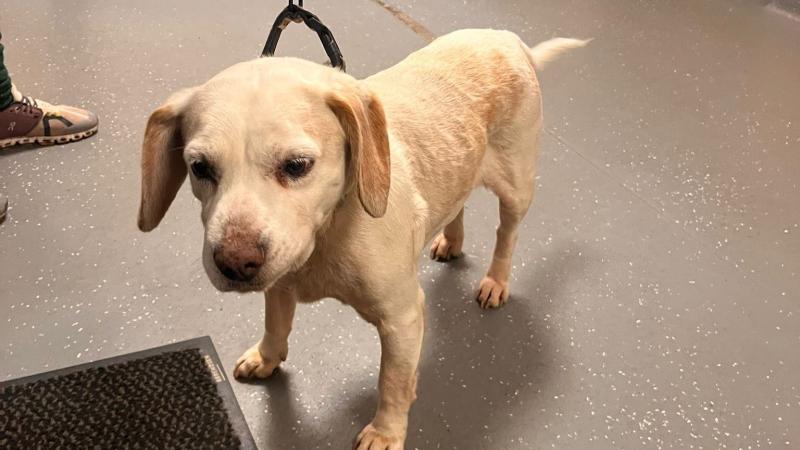 Garda&iacute; in Milford hope to reunite lost dog with owner