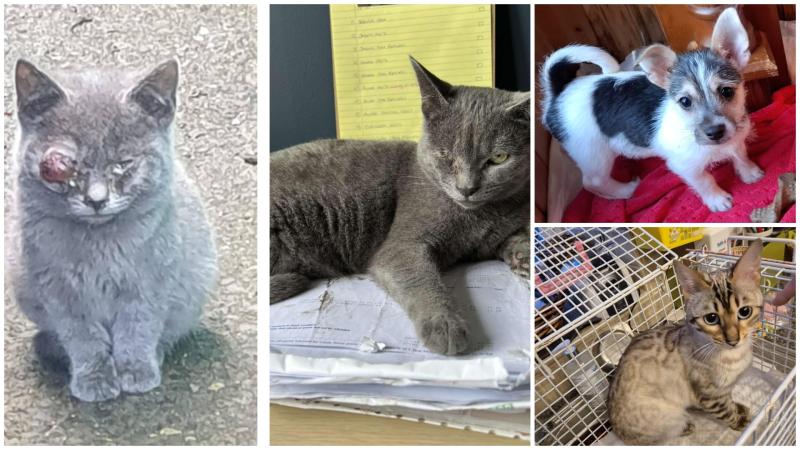 Animals in need