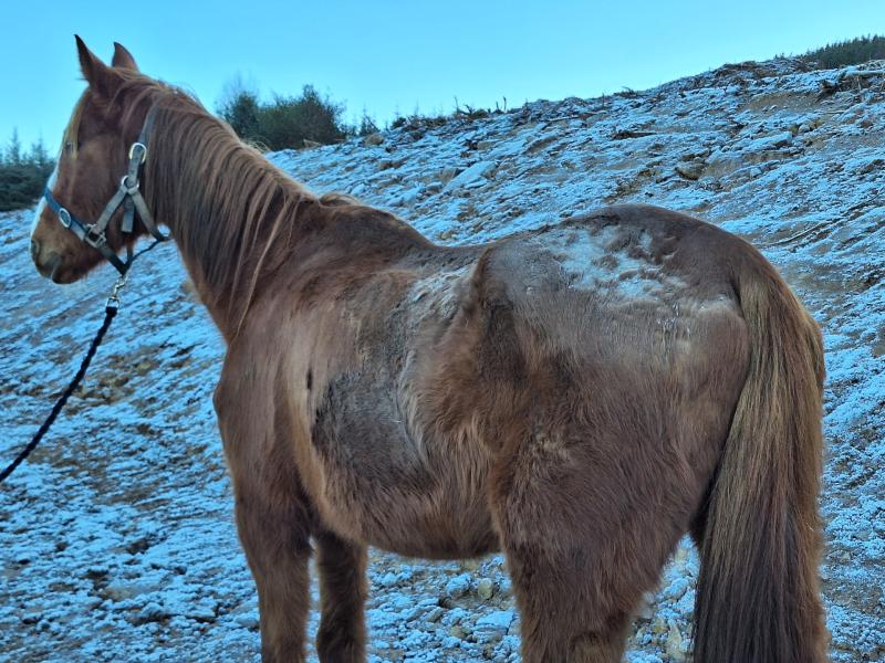 Woman fined after presenting horse in 'very poor condition' to Waterford yard