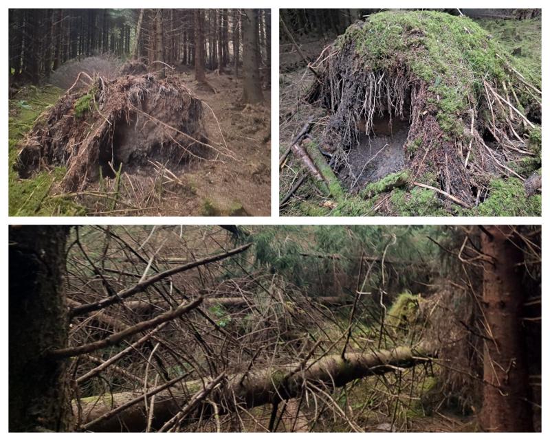 In Pictures:  Laois trees torn from ground in recent windy weather