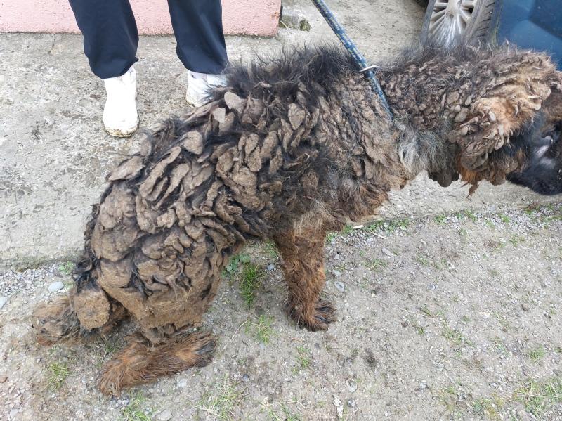 Man facing imprisonment for cruelty to dogs in Limerick-Cork border town