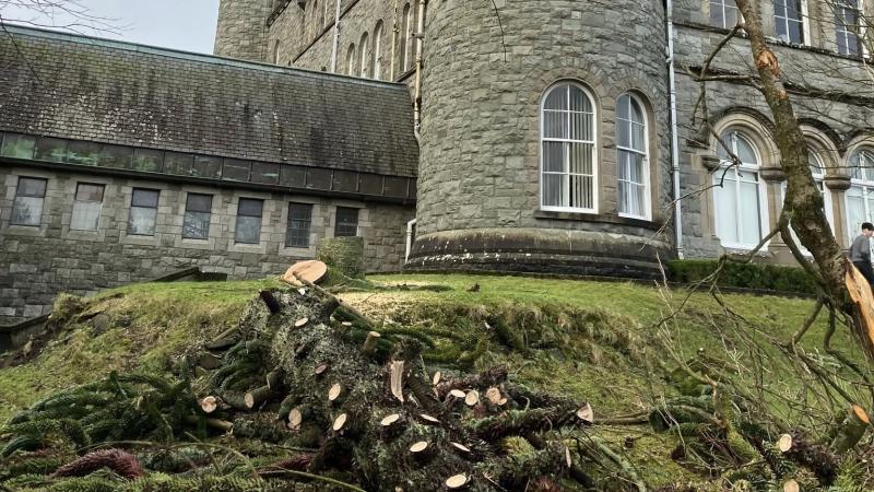 Storm Éowyn claims century-old tree at St Eunan's College in Letterkenny