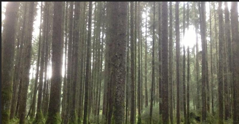 Forestry Advisory Clinic goes ahead in Leitrim tonight