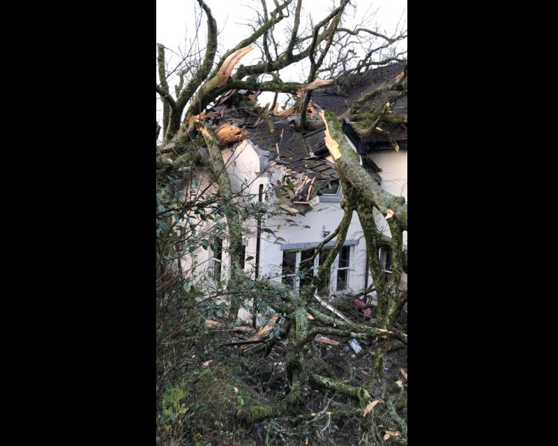  Limerick couple&rsquo;s fear as 40-tonne tree is removed from house 