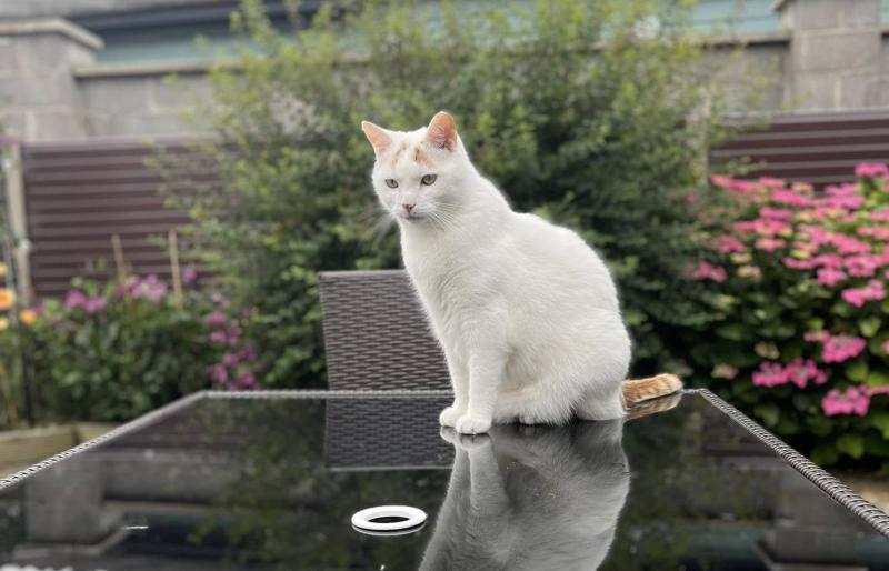 'That is so cruel' - Locals shocked by Kildare teenage boys' missing cat prank