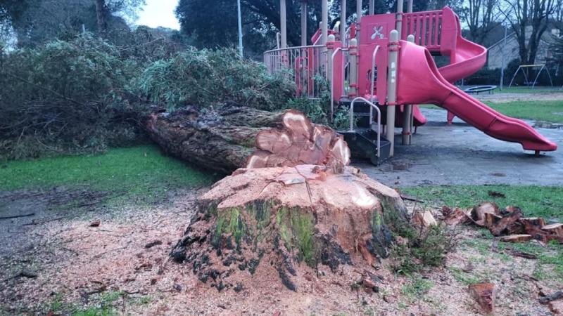 'Bizarre' - Kildare Garda&iacute; investigate tree cut down in public park  in Athy