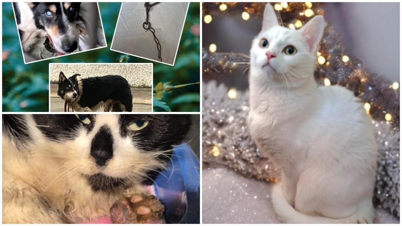 Animals In Need News: Free pet neutering, and happy ending for missing cat 