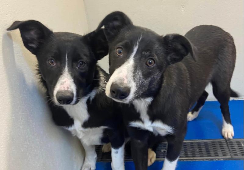 Dundalk Dog Rescue fundraiser quiz will take place next weekend