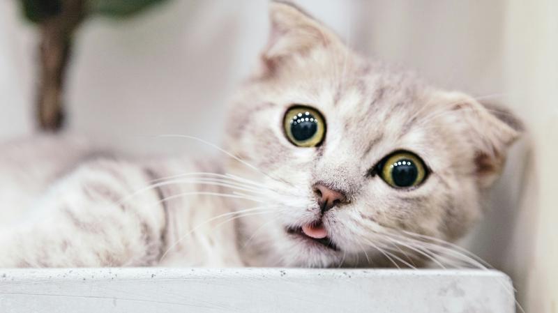 Animals in Need  fundraiser for those not 'feline' the St Valentine's Day love