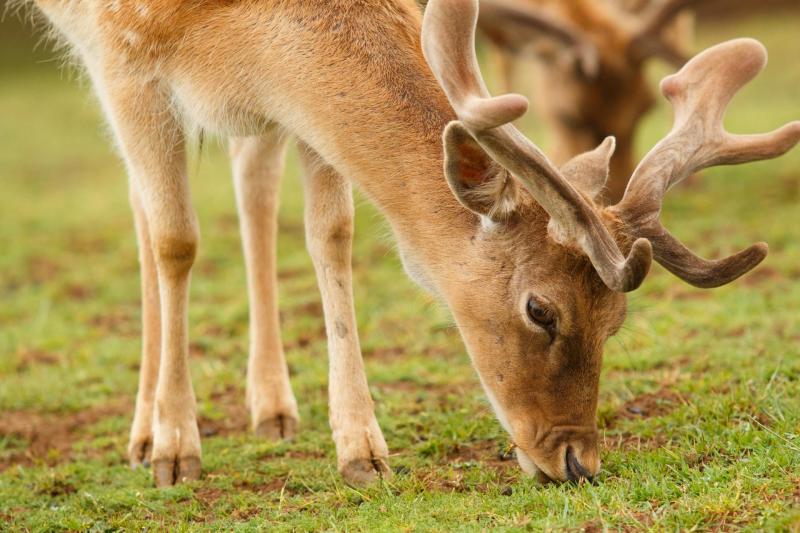 Fencing proposed as key measure to tackle growing deer population in Leitrim