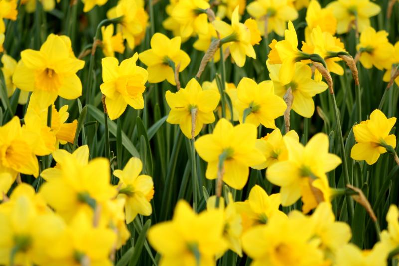 Coffee morning in aid of Daffodil Day campaign planned in Tipperary community