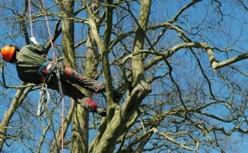 Clarity sought on ESB tree felling criteria in Leitrim