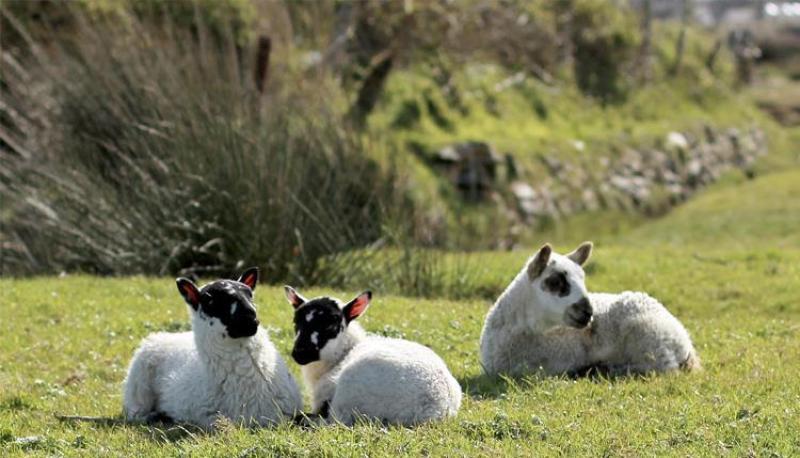 Louth sheep farmers receive over €288,000 under national welfare scheme
