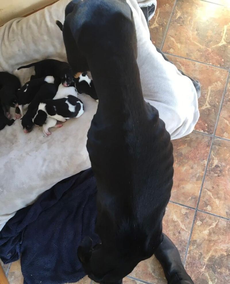 'Will the cruelty ever end?' Laois SPCA finds pregnant dog 'left in a shocking state' 