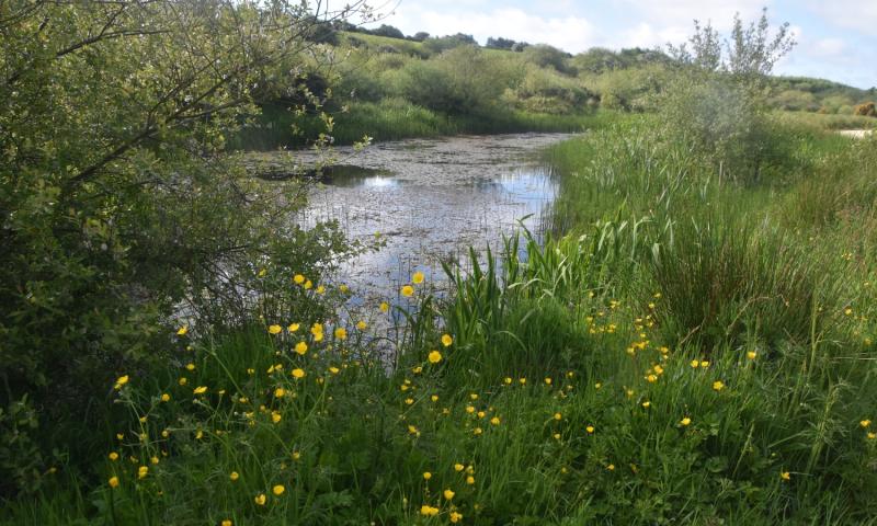Waterford woodlands shortlisted in coveted RDS Forestry Awards