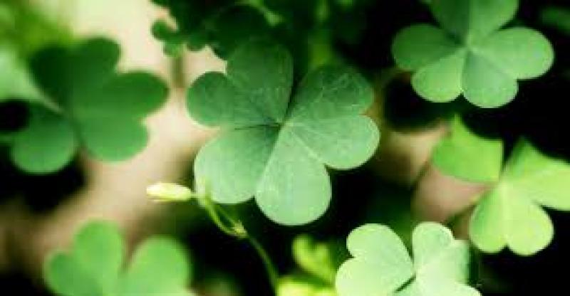 Magherafelt to host St Patrick's Day parade for first time in 12 years