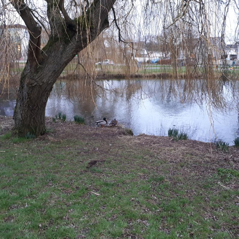 Scenic Kildare lakes area needs to be dredged
