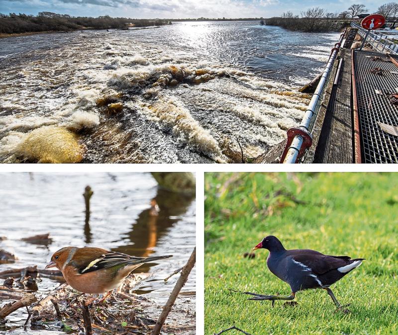 National Library set to preserve images from all around Longford