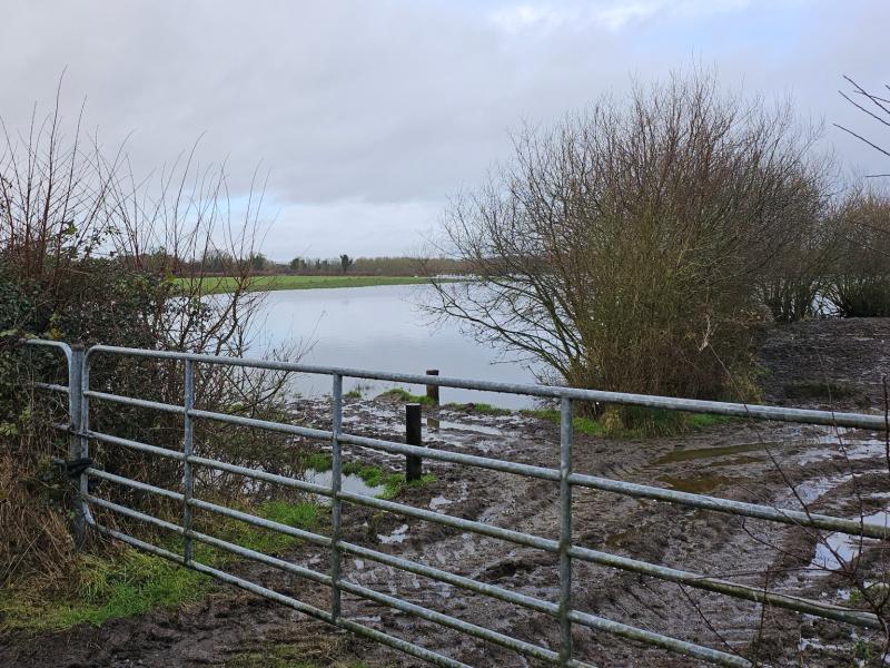 Tipperary Paws Rescue