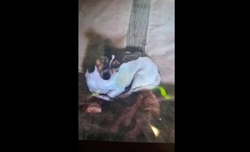 Gardaí make appeal for information over 'stolen' dog from County Carlow 