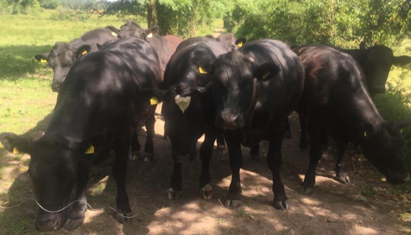 CATTLE