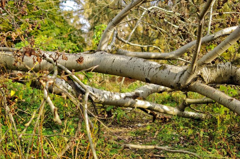 Residents of this Kildare region concerned by potential falling trees