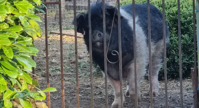 Laois woman launches fundraiser to pay for &euro;7,000 fencing for beloved pig