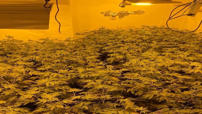 €432,000 in cannabis plants seized from growhouses in Ballinasloe and Athlone