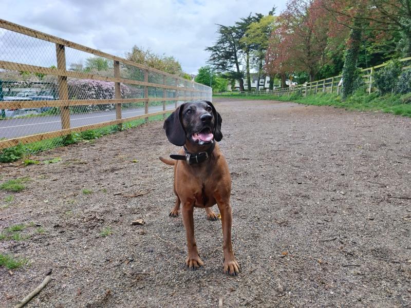 Public to decide where they would like to see new dog parks in Limerick