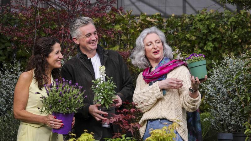 Donegal trio will be part of Bord Bia Bloom spectacular