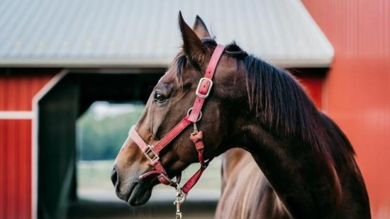 Equestrian centre for Buncrana clears planning hurdle