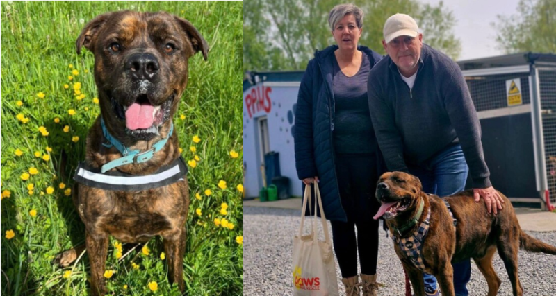 'Look at that smile!'- Lonely dog finally finds home after years in Irish dog shelter 