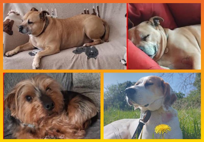 Vote for Laois SPCA rescue dogs in national Petmania awards