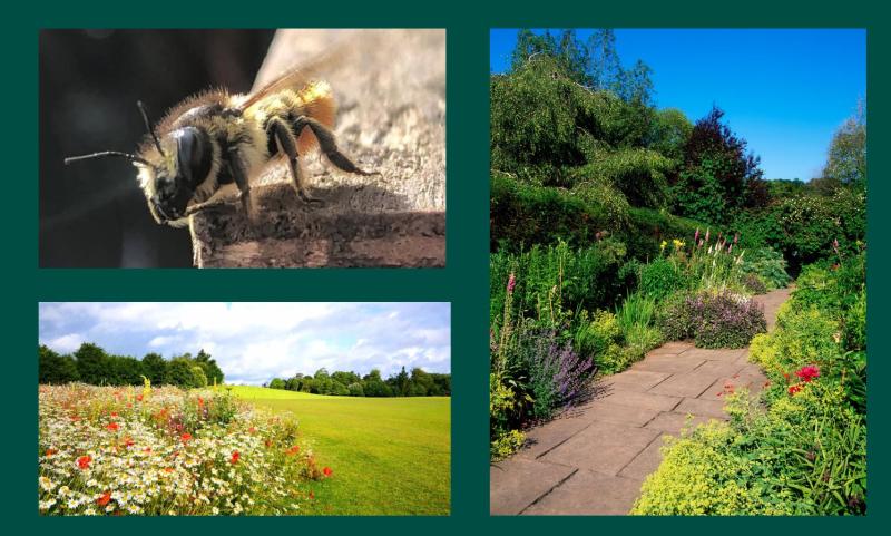 WHAT'S ON: OPW launches exciting event at Carlow gardens as part of bio diversity week