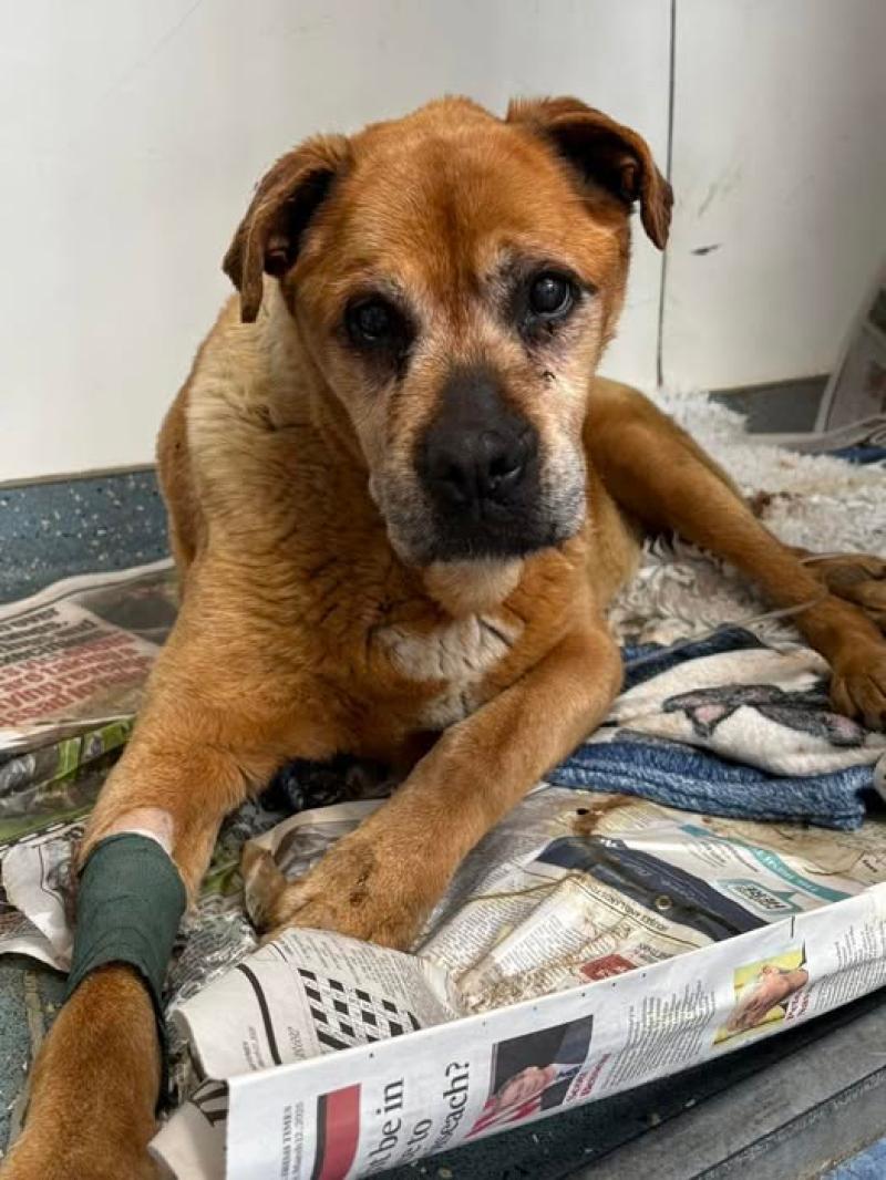 Kilkenny shelter make plea to save sick dog without a home 