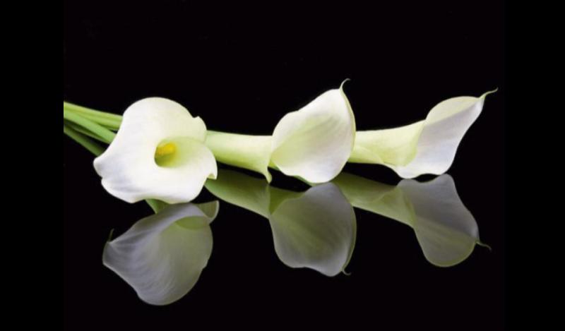 Deaths in Dundalk - Monday 15 September 2025