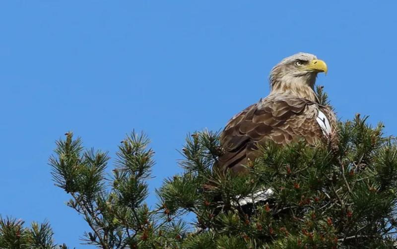 'Knowing destruction': Investigations begin following suspected poisoning of eagle in Clare