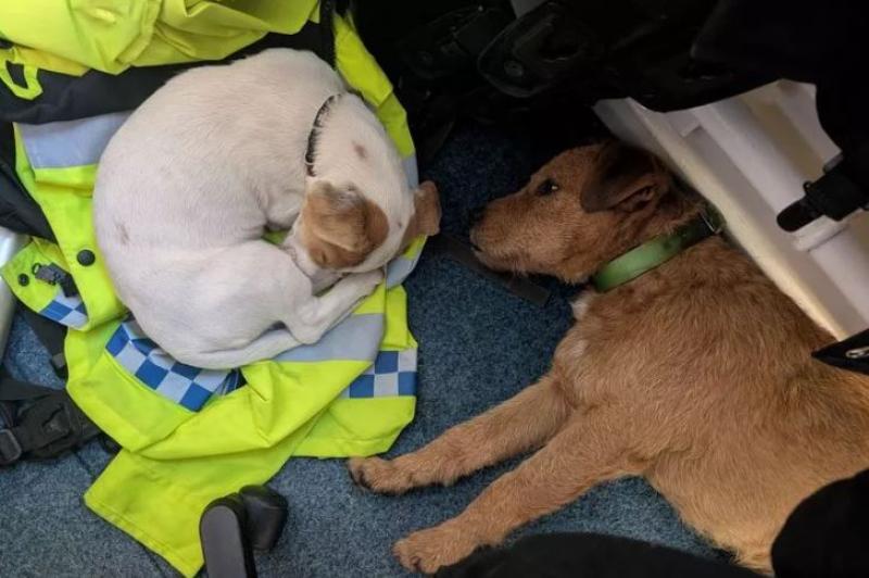 Laois man arrested in Wales on suspicion of dog theft