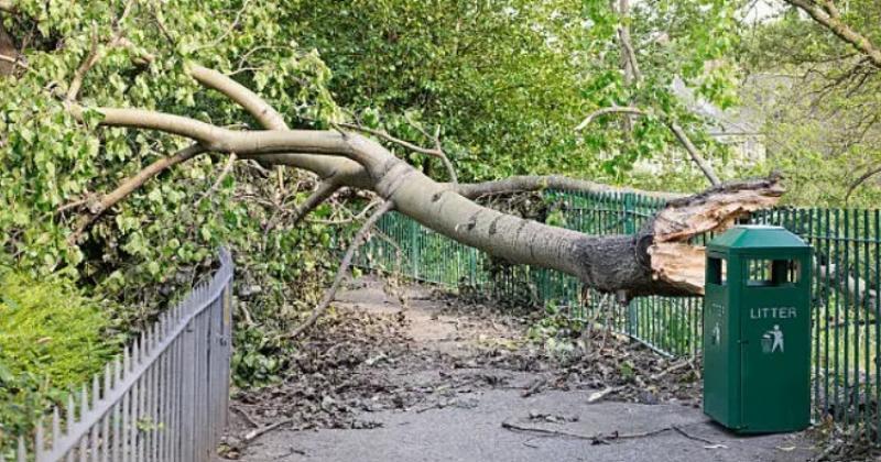 A large number of trees fell in Offaly during the storm
