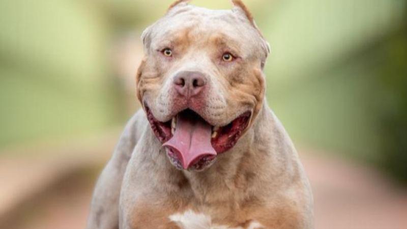 UPDATE: XL Bully dog which savagely attacked Limerick woman put down