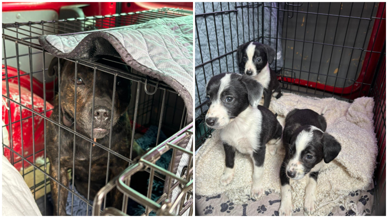 'Sickening' - Scared puppies and mother recued in Kilkenny 